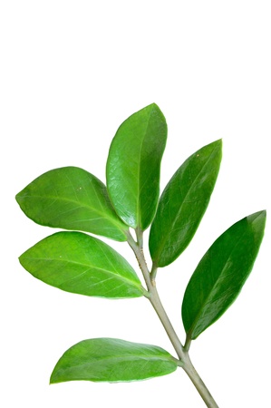 Green leaves isolate  white background with clipping pathの写真素材