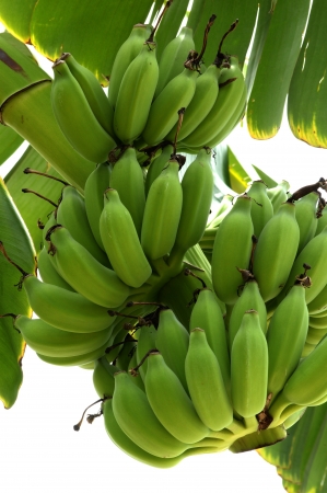 Banana bunch still green isolated in white backgroundの写真素材
