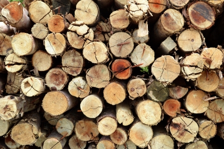 Use Eucalyptus timber affter constructionの写真素材