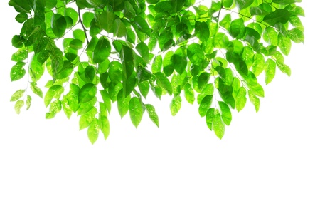 Green leaves isolate  white background with clipping pathの写真素材
