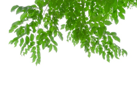 Green leaves isolate  white background with clipping pathの写真素材