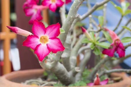 Desert Rose, Impala Lily, Mock Azalea pink flowerの写真素材