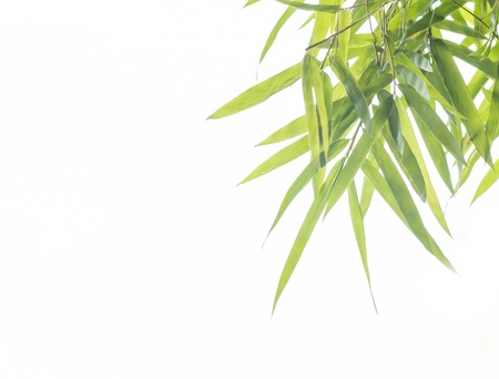 green Bamboo leaves isolate white backgroundの写真素材