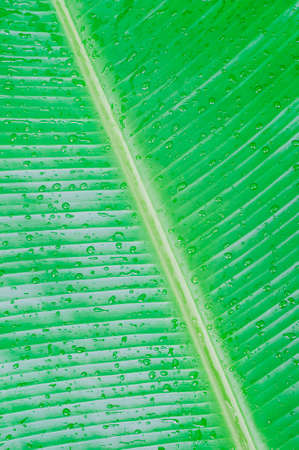 green banana leaf and water dropsの写真素材