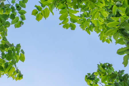 Green leaves with blue skyの写真素材