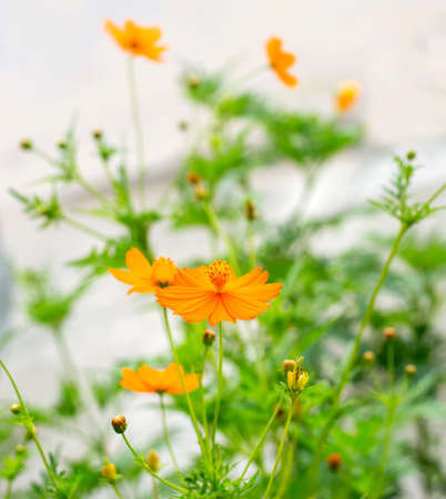 yellow cosmos field の写真素材