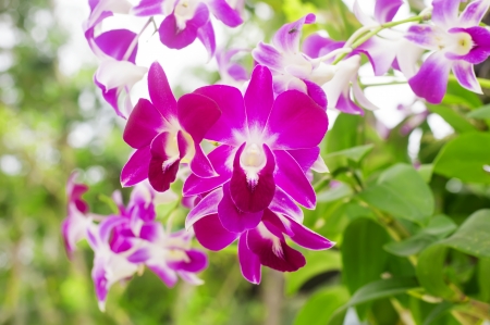 close-up   bloom purple orchid flower in orchid garden , leaf and bokeh の写真素材