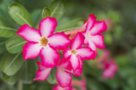 Desert Rose, Impala Lily, Mock Azalea pink flowerの写真素材
