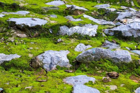 green moss on stone in forestの写真素材