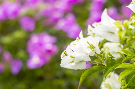 white and pink Flowering bougainvilleaの写真素材