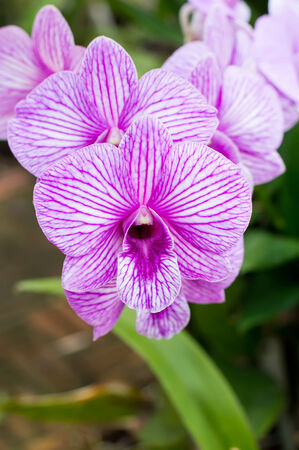 close-up bloom purple and white orchid flower in orchid gardenの写真素材