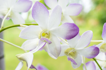 close-up bloom purple and white orchid flower green backgroundの写真素材