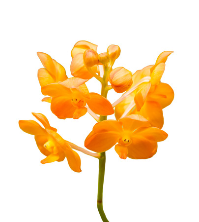 close-up bloom orange orchid flower isolated white backgroundの写真素材