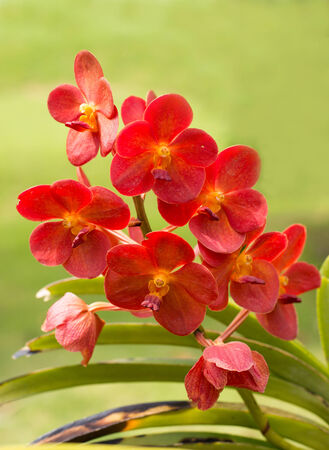 close-up bloom red orchid flowerの写真素材