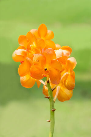 close-up bloom orange orchid flower green backgroundの写真素材