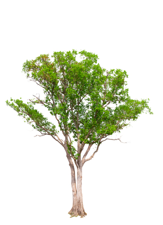 Tree isolated on white backgroundの写真素材