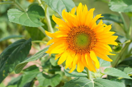 blooming sunflower in filed の写真素材