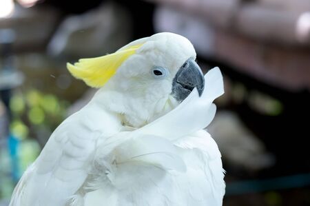 White parrotの写真素材