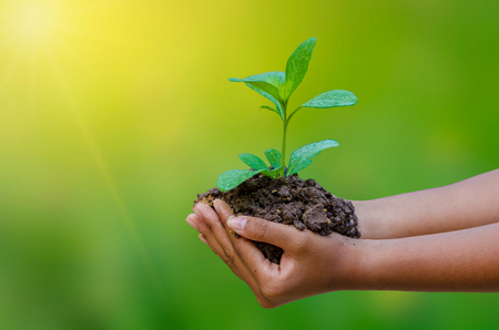 In the hands of trees growing seedlings. Bokeh green Background Female hand holding tree on nature field grass Forest conservation conceptの写真素材