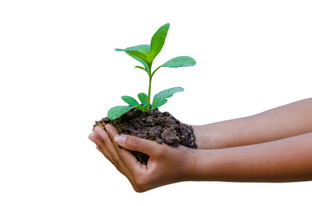 hand tree Isolate White background separatedの写真素材
