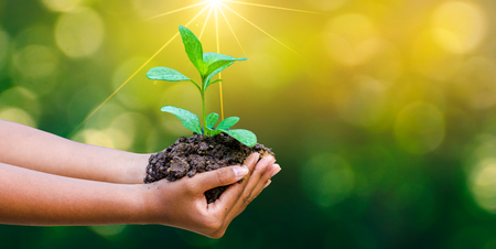 In the hands of trees growing seedlings. Bokeh green Background Female hand holding tree on nature field grass Forest conservation conceptの写真素材