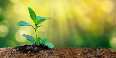 World Environment Day Planting seedlings young plant in the morning light on nature backgroundの写真素材