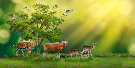 Concept Nature reserve conserve Wildlife reserve tiger Red cow Deer Global warming Food Loaf Ecology Human hands protecting the wild and wild animals tigers deer, trees in the hands green background Sun lightの写真素材