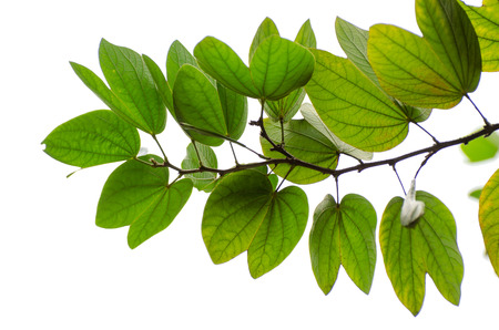 Chongkho leaves Isolate Bouquet decorate the designの写真素材