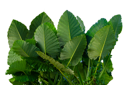 Leaves Calathea ornata pin stripe background White Isolateの写真素材