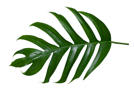 Monstera leaves leaves with Isolate on white background Leaves on whiteの写真素材