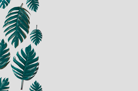 Concept art Minimal background design Leaves monster blue Tropical and leaves in vibrant bold gradient trendy Summer Tropical Leaves Designの写真素材