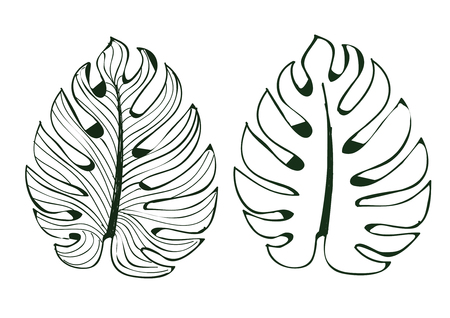 The leaves monstera are used in designs on a white background Isolate lined pattern Illustrator eps 10のイラスト素材