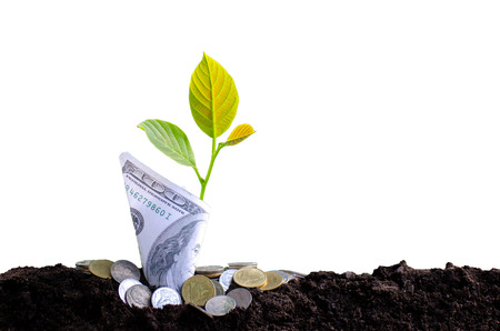 Image of bank notes rolled money tree Isolateの写真素材