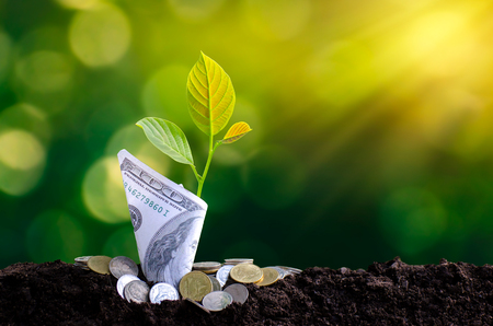 Banknotes tree Image of bank note with plant growing on top for business green natural background money saving and investment financial conceptの写真素材
