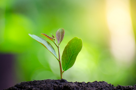 Planting seedlings young plant in the morning light on nature backgroundの写真素材