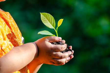 tree sapling Baby Hand On the dark ground, the concept implanted children's consciousness into the environmentの写真素材