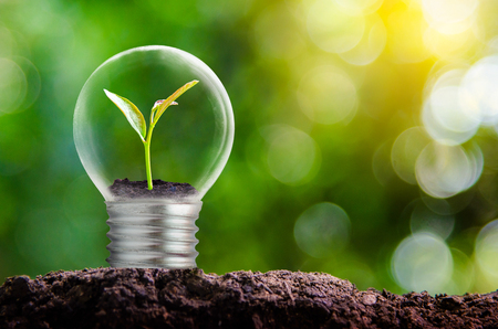 The bulb is located on the inside with leaves forest and the trees are in the light. Concepts of environmental conservation and global warming plant growing inside lamp bulb over dryの写真素材