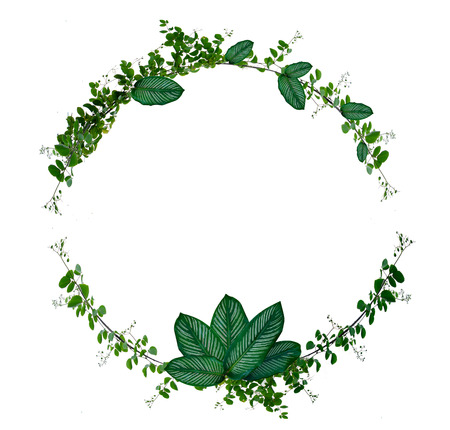 Vine and leaf monstera Circle of Isolates Used in design Border Frame made of Green climbing plant...
