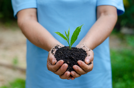 environment Earth Day In the hands of trees growing seedlings. Bokeh green Background Female hand holding tree on nature field grass Forest conservation conceptの写真素材