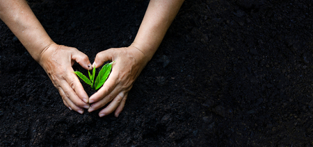 environment Earth Day In the hands of trees growing seedlings. Bokeh green Background Female hand holding tree on nature field grass Forest conservation conceptの写真素材