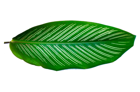 Leaves Calathea ornata pin stripe background White Isolateの写真素材