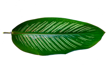 Leaves Calathea ornata pin stripe background White Isolateの写真素材