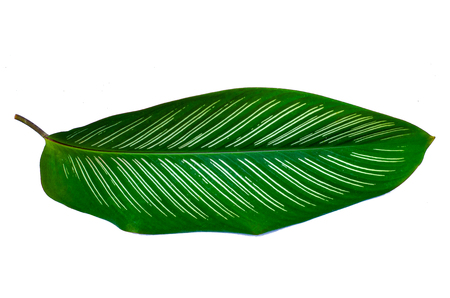 Leaves Calathea ornata pin stripe background White Isolateの写真素材