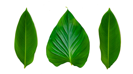 Leaves Calathea ornata pin stripe background White Isolateの写真素材