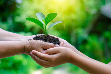 Adults Baby Hand tree environment Earth Day In the hands of trees growing seedlings. Bokeh green Background Female hand holding tree on nature field grass Forest conservation concept