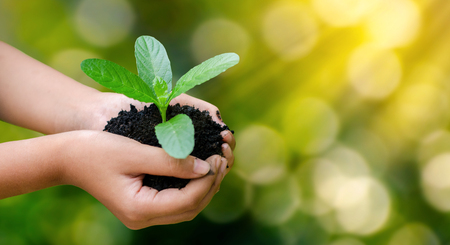 environment Earth Day In the hands of trees growing seedlings. Bokeh green Background Female hand holding tree on nature field grass Forest conservation conceptの写真素材