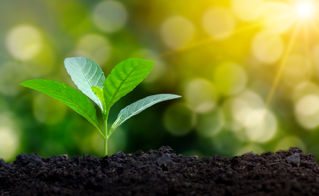 Planting seedlings young plant in the morning light on nature backgroundの写真素材