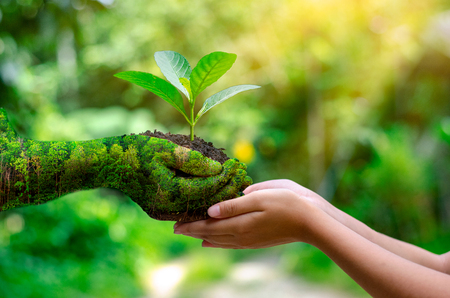 environment Earth Day In the hands of trees growing seedlings. Bokeh green Background Female hand holding tree on nature field grass Forest conservation conceptの写真素材
