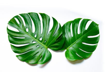 Monstera leaves leaves with Isolate on white background Leaves on whiteの写真素材