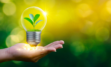 The forest and the trees are in the light. Concepts of environmental conservation and global warming plant growing inside lamp bulb over dry soil in saving earth conceptの写真素材